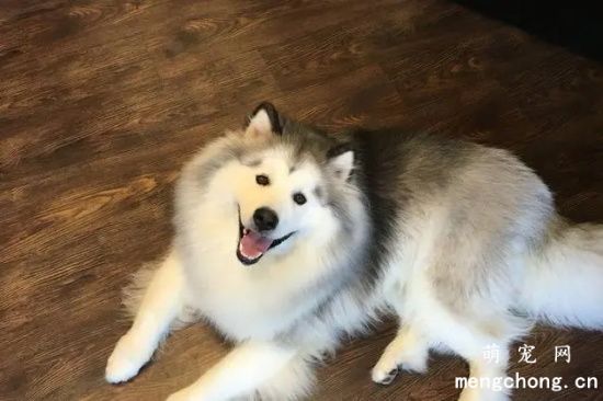 阿拉斯加雪橇犬和哈士奇的区别之外貌差别