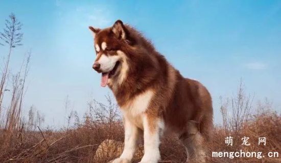 纯种阿拉斯加雪橇犬幼犬价格大盘点