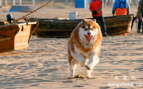 阿拉斯加犬厌食不吃东西怎么办？