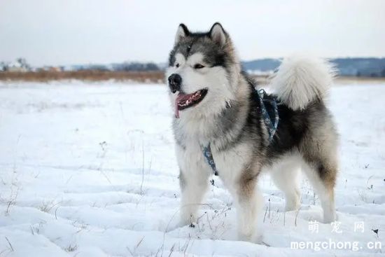 如何让阿拉斯加犬乖乖的带上牵引绳