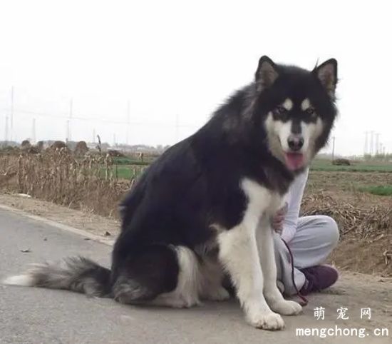 导致阿拉斯加犬打呼噜的五大原因