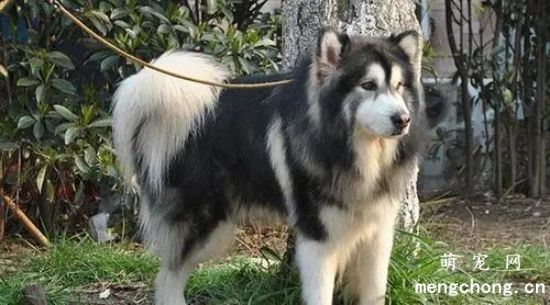 阿拉斯加幼犬怎么喂养，阿拉斯加喂养注意事项