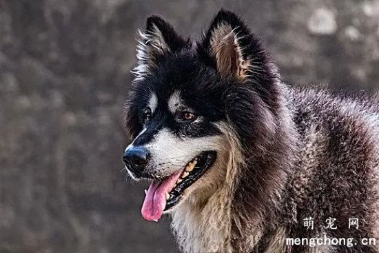 导致阿拉斯加犬肥胖的原因及改善方法