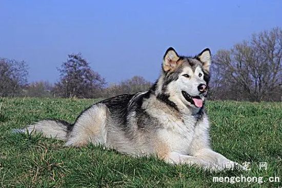 阿拉斯加犬能吃鸡蛋吗？新手家长来看看