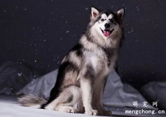 阿拉斯加犬,阿拉斯加犬喂养,阿拉斯加犬饲养