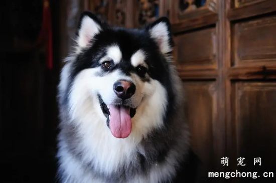阿拉斯加犬喂食注意事项