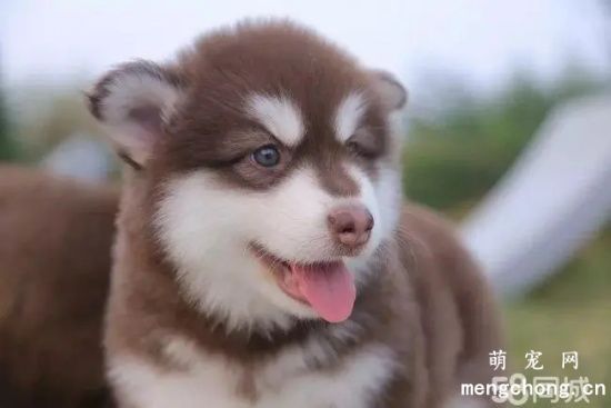 如何判断阿拉斯加犬是否吃饱了