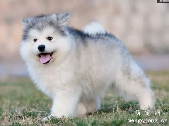 喂养阿拉斯加犬好吗？养阿拉斯加犬会对生活带来的困扰