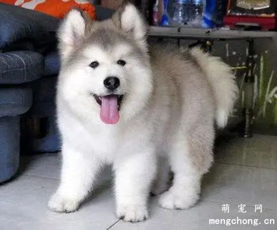 阿拉斯加犬吃什么狗粮好，三个知识要记牢