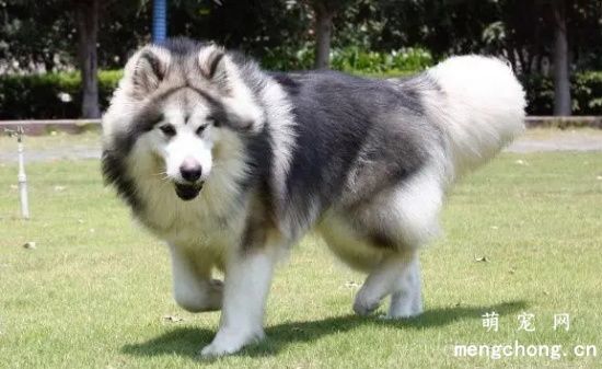 喂养阿拉斯加犬的五大注意事项