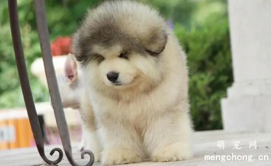 新手该如何喂养阿拉斯加犬