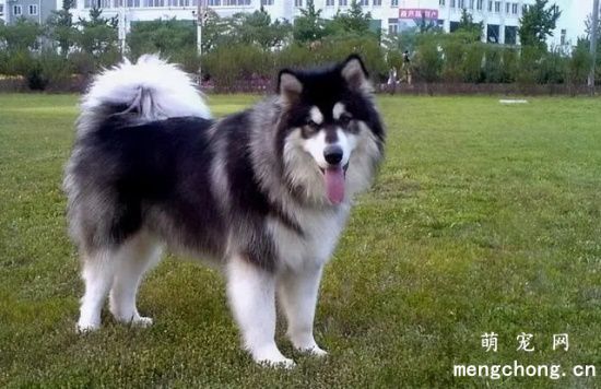 给阿拉斯加犬补钙的正确方法