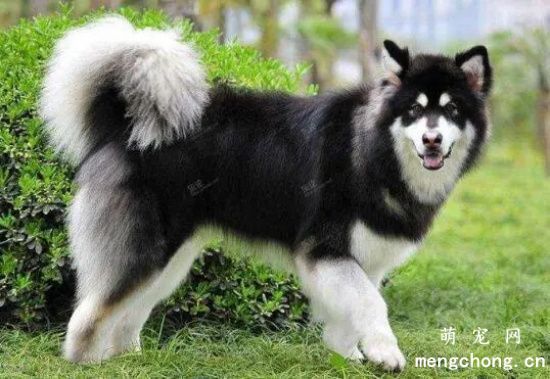 如何喂养阿拉斯加犬？