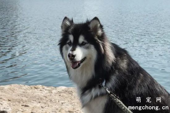 阿拉斯加掉毛吗，阿拉斯加犬掉毛的原因