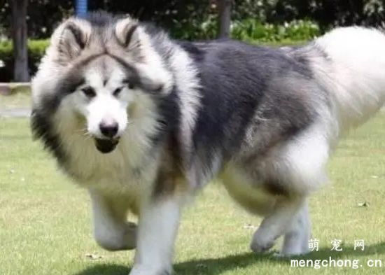 养阿拉斯加犬好还是养金毛好？