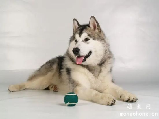 阿拉斯加犬不喂狗粮可以吗？