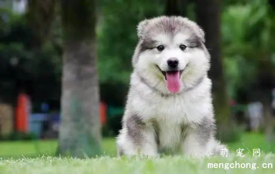 带阿拉斯加犬外出运动的好处