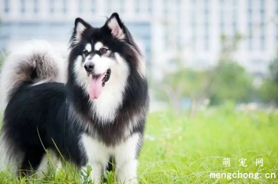 阿拉斯加雪橇犬吃什么?阿拉斯加雪橇犬怎么喂养