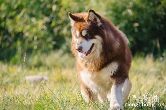 阿拉斯加雪橇犬怎么养能胖，这两方面不能错过