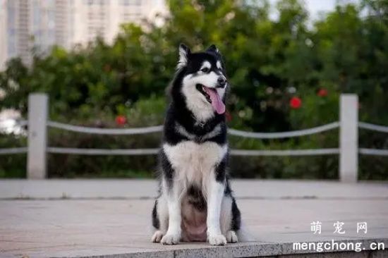 阿拉斯加雪橇犬可以吃什么蔬菜