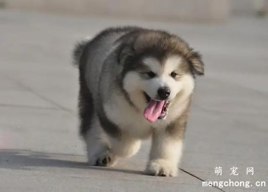 阿拉斯加雪橇犬能吃什么水果