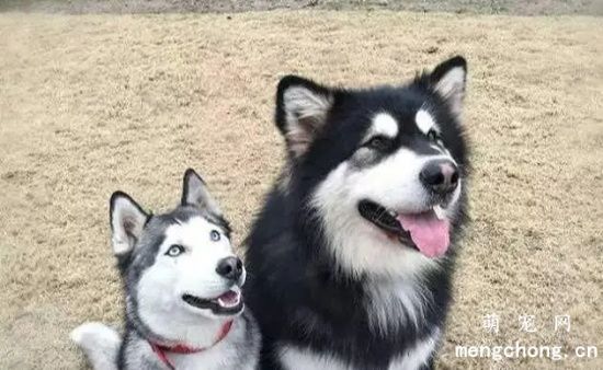 饲养阿拉斯加雪橇犬常见的问题有哪些？