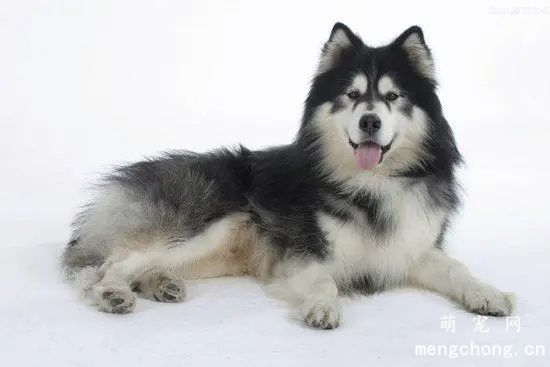 饲养阿拉斯加雪橇犬的五大注意事项