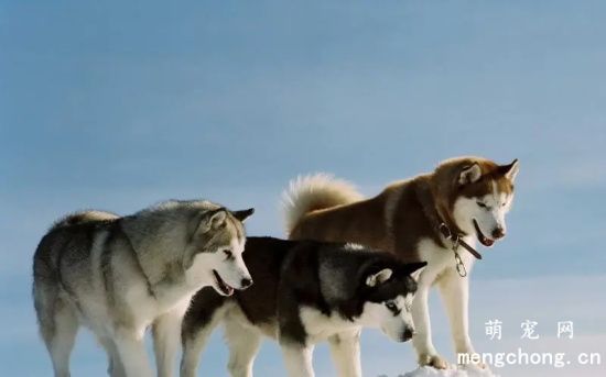 阿拉斯加雪橇犬掉毛厉害怎么办