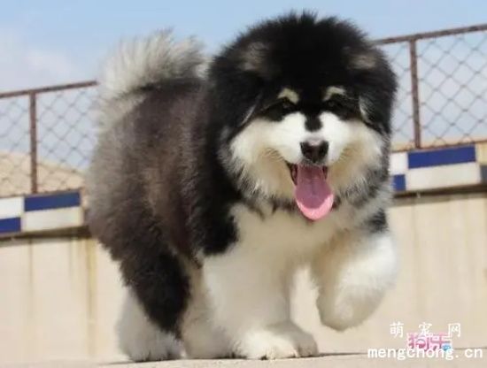 阿拉斯加雪橇犬为什么乱翻垃圾桶？该怎么办？