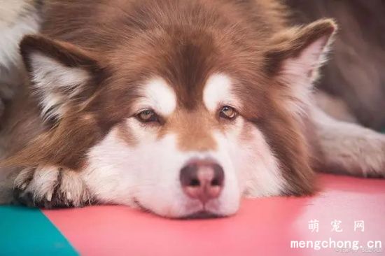 阿拉斯犬太加粘人怎么办