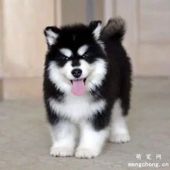 阿拉斯加雪橇犬幼犬每天喂几顿？科学喂养很重要