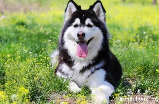 阿拉斯加雪橇犬容易饲养吗？有哪些要求？