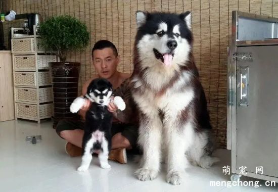 阿拉斯加雪橇犬胖胖的才好？