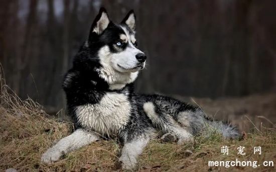 教你怎么正确喂养阿拉斯加雪橇犬