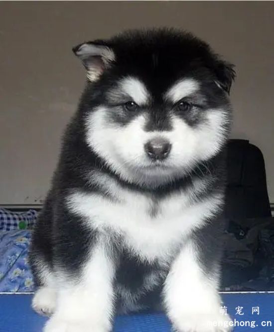 成年阿拉斯加雪橇犬怎么养？成年狗狗饲养注意事项