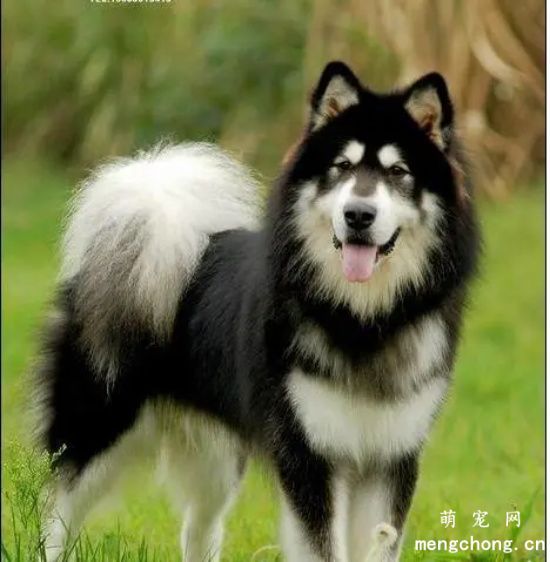 阿拉斯加怎么养？你了解多少