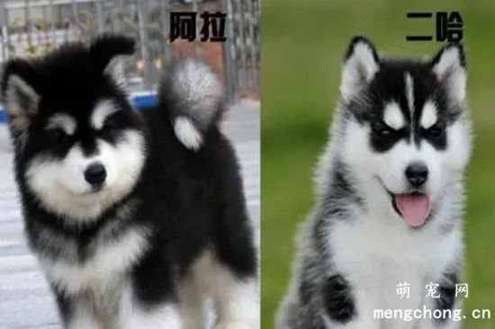 阿拉斯加不吃东西怎么办？原因分析以及应对措施