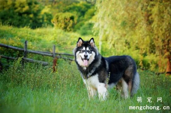 阿拉斯加犬雪橇犬的优缺点