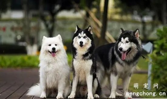 阿拉斯加犬雪橇犬和哈士奇的区别