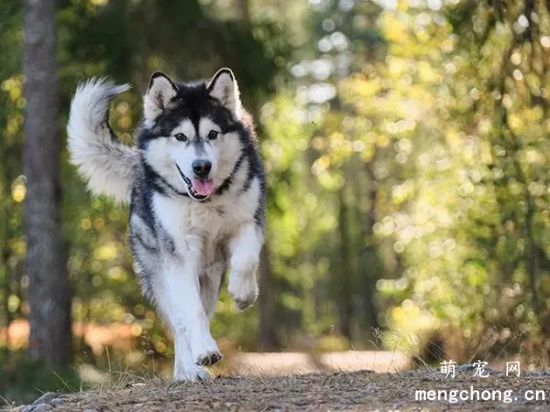 阿拉斯加犬雪橇犬夏天怎么护理