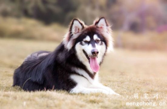 阿拉斯加犬雪橇犬的养护知识