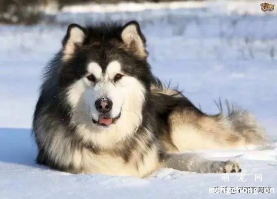 阿拉斯加犬雪橇犬性格怎么样？阿拉斯加犬雪橇犬性格介绍