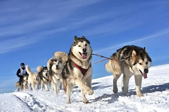 教你如何训练出一只优秀的阿拉斯加雪橇犬