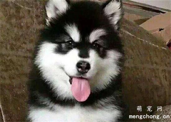 阿拉斯加犬,狗狗训练,阿拉斯加犬训练