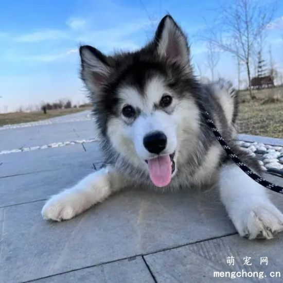 阿拉斯加犬有泪痕怎么办？怎么清理泪痕？