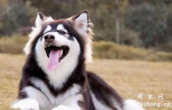 阿拉斯加犬吃什么美毛，新手家长需了解