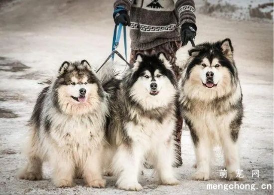 阿拉斯加雪橇犬牙齿的日常护理和疾病预防