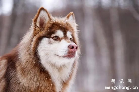 阿拉斯加雪橇犬美容要点