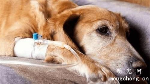 狗狗得了犬瘟热怎么办?