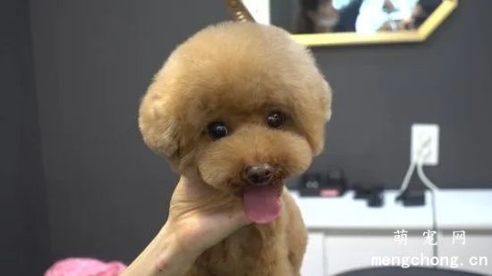 贵宾犬怎么美容 怎么修理剪毛